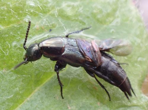 Réf. 314 916 : Philonthus sp.